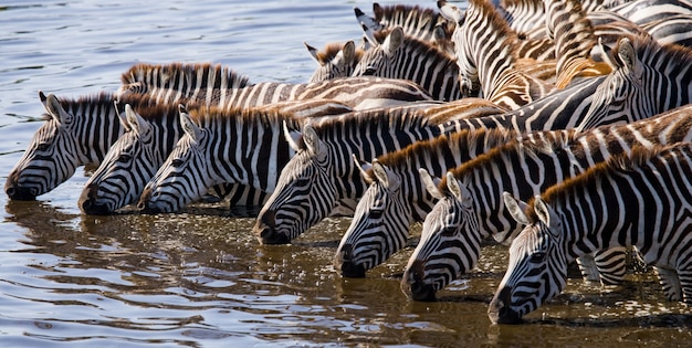Grupo de cebras está bebiendo agua del río. Kenia. Tanzania. Parque Nacional. Serengeti. Maasai Mara.