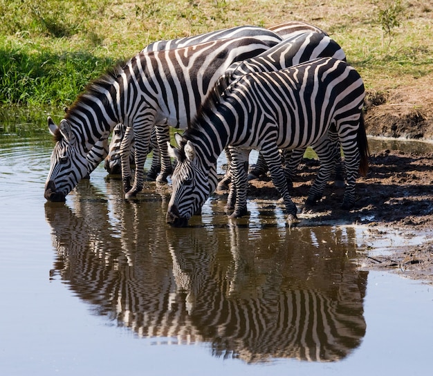 Grupo de cebras está bebiendo agua del río. Kenia. Tanzania. Parque Nacional. Serengeti. Maasai Mara.