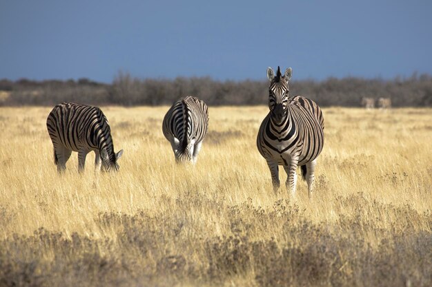 Grupo de cebras en el Parque Nacional de Etosha en Namibia