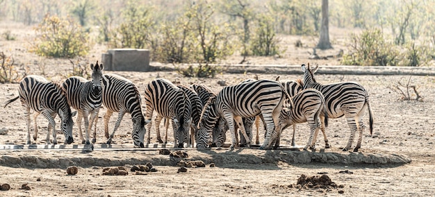 Grupo de cebras en el Parque Nacional Kruger Sudáfrica