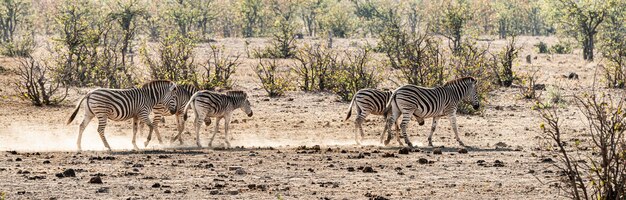 Grupo de cebras en el Parque Nacional Kruger Sudáfrica