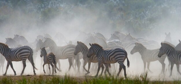 Grupo de cebras en el polvo. Kenia. Tanzania. Parque Nacional. Serengeti. Maasai Mara.