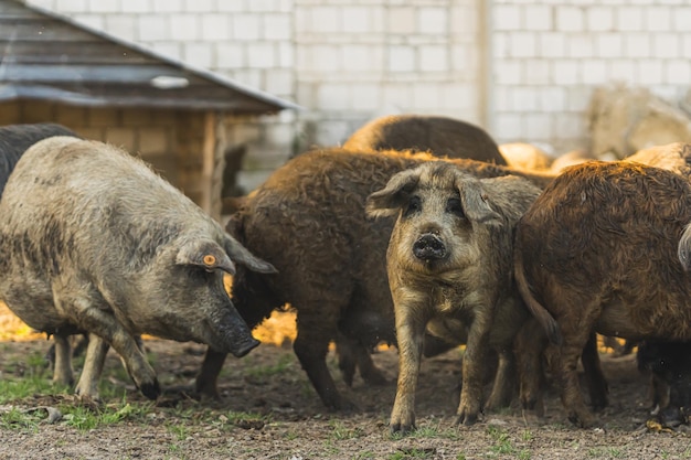 Un grupo de cerdos mangalica criados en libertad en una granja abierta