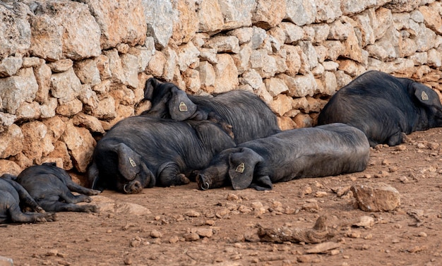 Grupo de cerdos negros tendidos uno encima del otro en una granja y frente a un muro de piedra