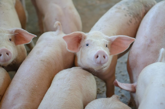 Foto grupo de cerdos que parecen sanos en la granja local de cerdos de la asean en el ganado el concepto de agricultura estandarizada y limpia sin enfermedades o condiciones locales que afecten el crecimiento o la fecundidad de los cerdos