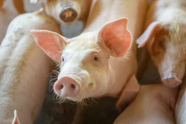 Foto grupo de cerdos que se ve saludable en la granja de cerdos asean local en el ganado.