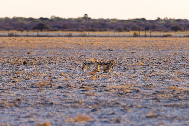 Foto grupo de chacales con respaldo negro en la sartén del desierto al atardecer. parque nacional de etosha.