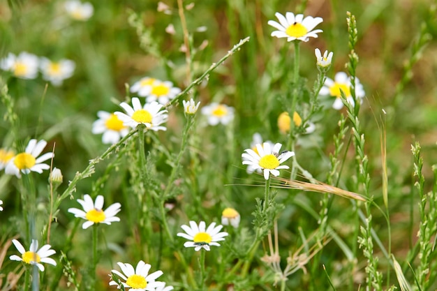 Grupo de Chamaemelum nobile comúnmente conocido como manzanilla o manzanilla común o hierba perenne romana de la familia Asteraceae con insectos posados en sus pétalos