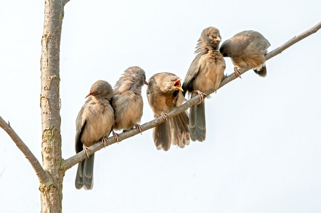 Un grupo de charlatanes de la selva sentado en un árbol haciendo preen