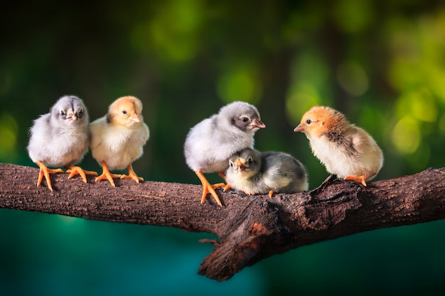 Grupo de chicas lindas en las ramas del árbol