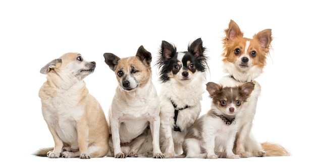 Grupo de chihuahua sentado, aislado en blanco