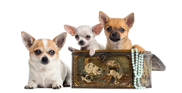 Grupo de Chihuahuas en una caja vintage aislada en blanco