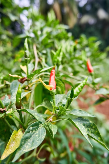 Foto grupo de chiles frescos que crecen en la plantación listos para la cosecha