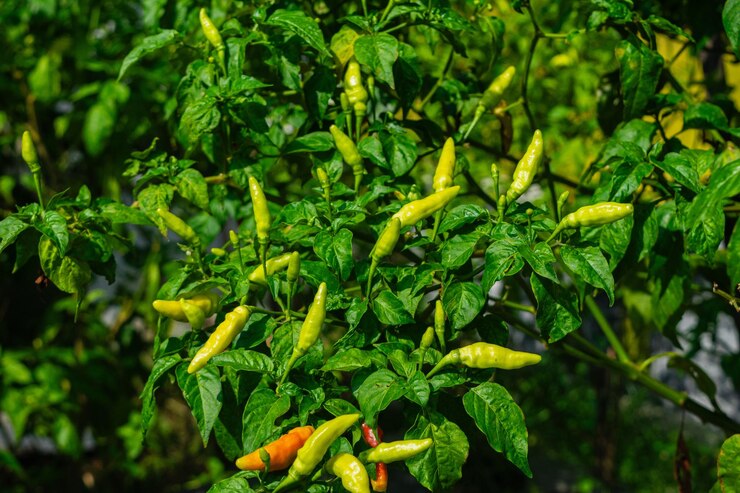 Un grupo de chiles