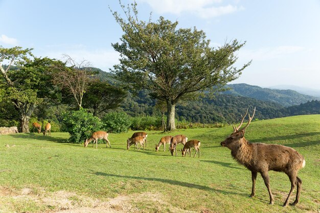 Grupo de ciervos en la montaña