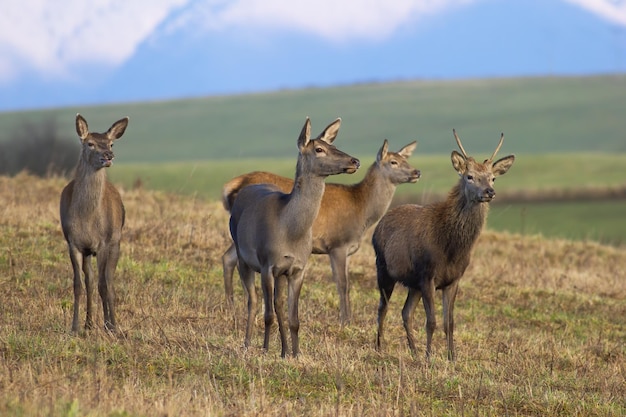 Grupo de ciervos rojos parados en pastizales secos en otoño