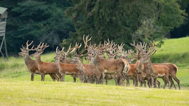 Grupo de ciervos rojos de pie en el campo en la naturaleza de verano