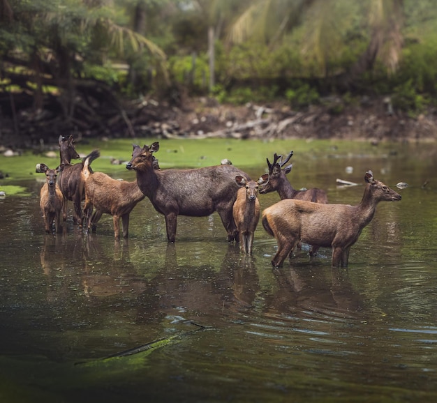 Foto un grupo de ciervos sambar en el río en un día soleado