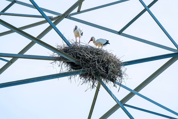 Un grupo de cigüeñas blancas (Ciconia ciconia) hicieron sus casas en el poste eléctrico