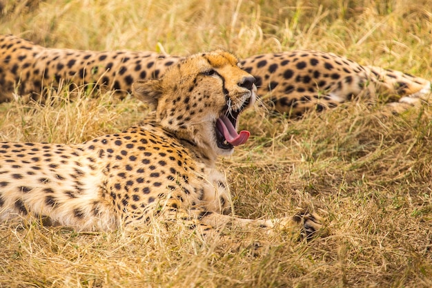 Un grupo de cinco guepardos descansando en el parque nacional de Masai Mara, animales en libertad en la sabana. Kenia