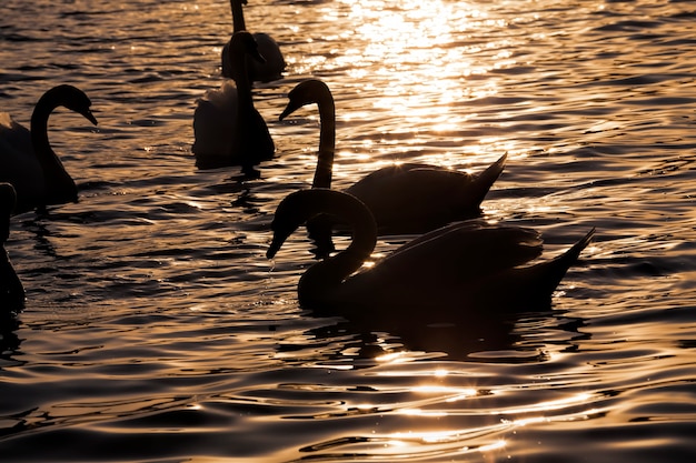 Grupo cisne branco, lindos cisnes aves aquáticas na primavera, pássaros grandes ao pôr do sol ou amanhecer