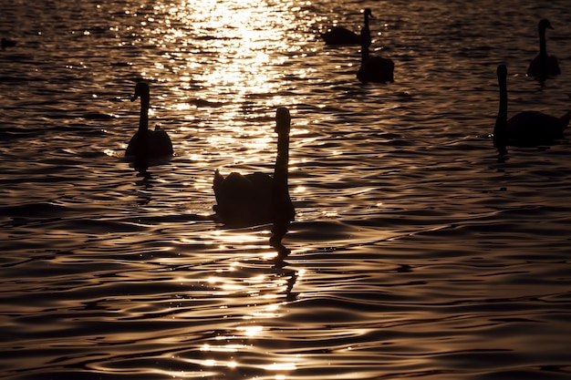 Grupo cisne branco, lindos cisnes aves aquáticas na primavera, pássaros grandes ao pôr do sol ou nascer do sol no sol, cor laranja