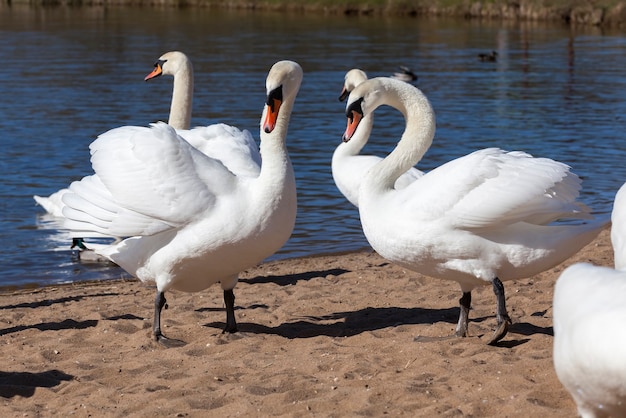 Grupo de cisnes cerca del lago