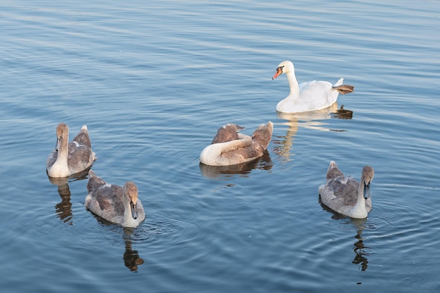 Grupo de cisnes flotando en el lago en el enfoque selectivo del día de verano