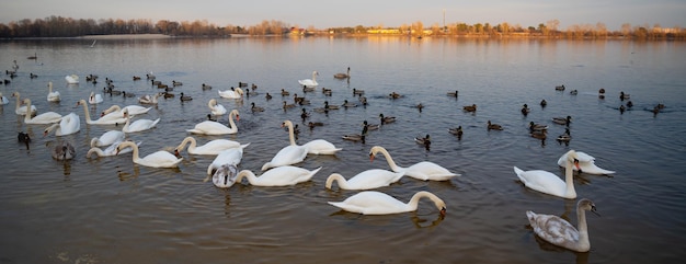 Un grupo de cisnes en el lago se alimentan durante el día.