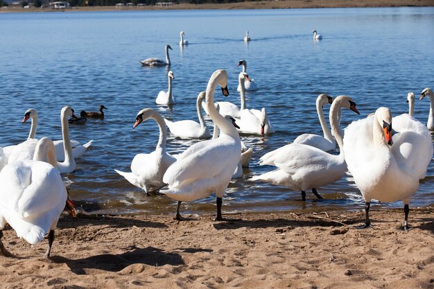 Grupo de cisnes en la primavera, hermoso grupo de aves acuáticas Pájaro cisne en el lago en la primavera, lago o río con cisnes que llegaron a la orilla