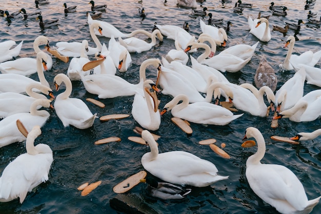 Grupo de cisnes en el río comiendo pan