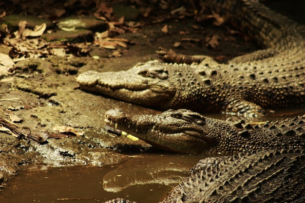 Foto un grupo de cocodrilos de agua salada - crocodylus porosus