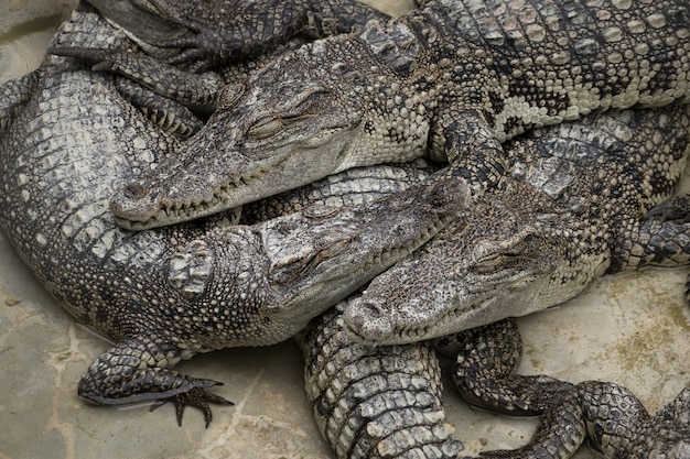 El grupo de cocodrilos durmiendo