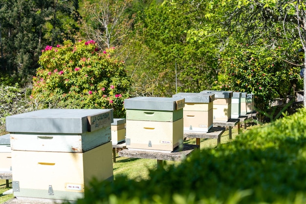 Grupo de colmenas de madera para recolectar miel de abejas