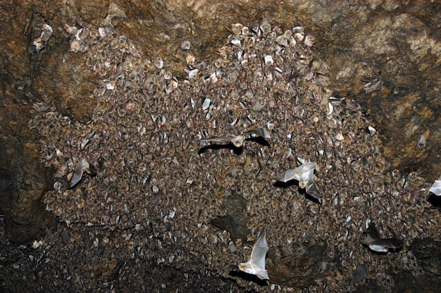 Grupo de colonias de murciélagos durmientes en una cueva