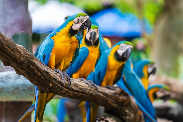 Grupo de colorido guacamayo en ramas de los árboles