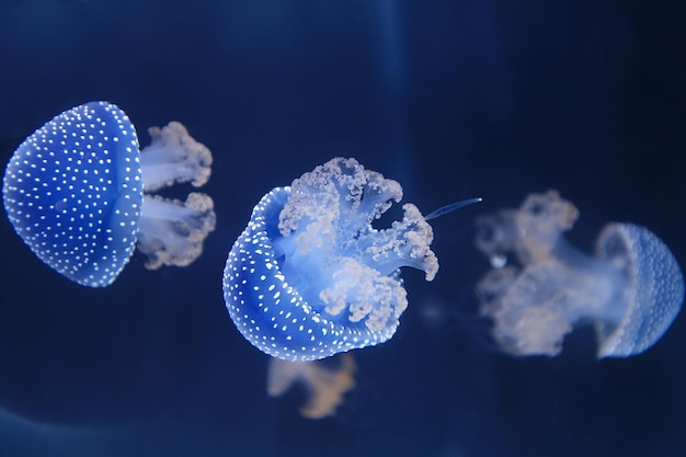 Grupo colorido de medusas lunares fluorescentes nadando en el acuario