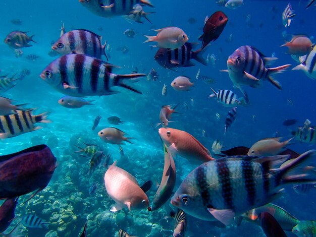 Un grupo de coloridos peces tropicales bajo el agua Un colorido mundo submarino