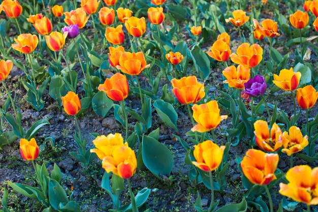 Grupo de coloridos tulipanes Flor morada tulipán iluminado por la luz del sol Enfoque selectivo suave tulipán cerrar