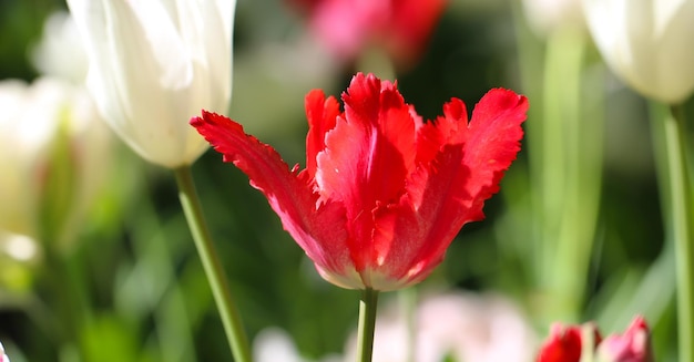 grupo de coloridos tulipanes tulipanes de flores blancas rojas iluminadas por la luz del sol Enfoque selectivo suave forma amplia