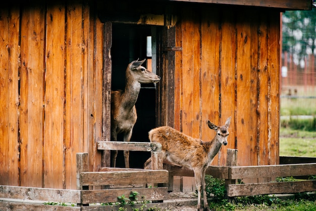 Grupo de corzos fauna en el zoológico al aire libre