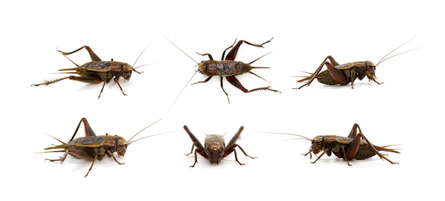 Grupo de cricket, insectos. Animales