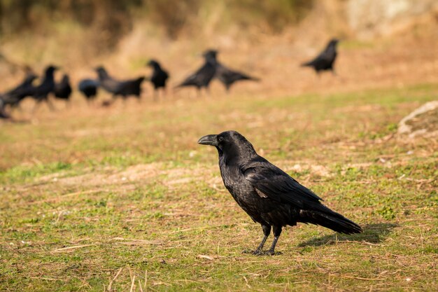 Grupo de cuervos negros