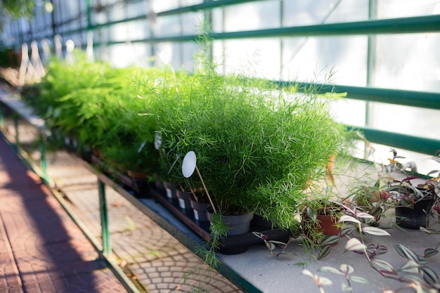 Grupo de cyperuses en las compras potsgreenhouse