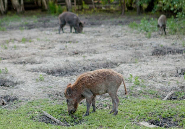 Grupo da família de porcos da verruga que pastam comendo o alimento da grama junto.