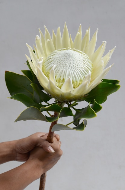 Grupo da flor do protea do rei em um fundo isolado branco. Fechar-se. Para o projeto. Natureza.