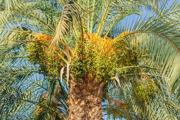 Grupo de dátiles verdes que cuelgan de una palmera datilera madurando lentamente