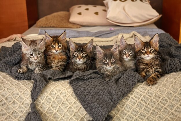 Grupo de 6 gatinhos maine coon fofos, deitados em um cobertor cinza quente na cama