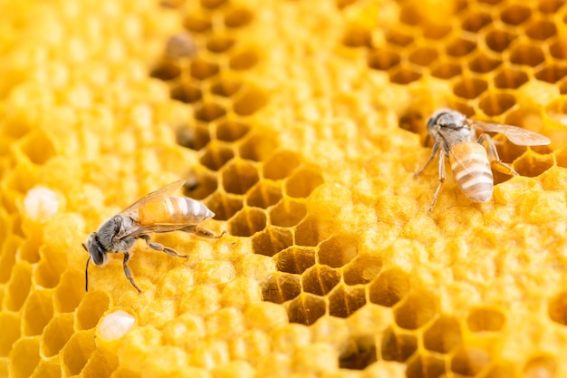 Grupo de abelhas no tiro do estúdio do favo de mel.