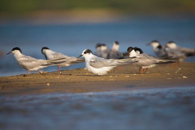 Grupo de andorinhas-do-mar comuns no lago remanso - Aves na beira-mar ou na margem do lago